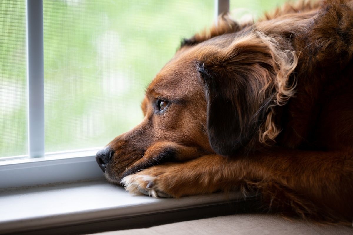 A Guide to Dog Anxiety